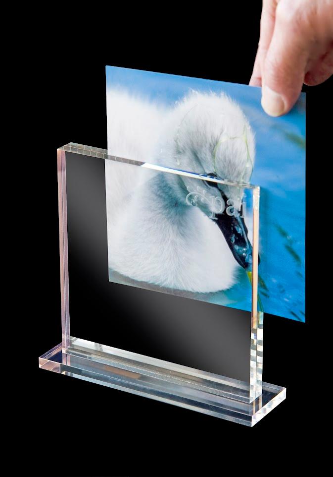 A hand putting a photo of a cygnet into a 150mm x 150mm frame.